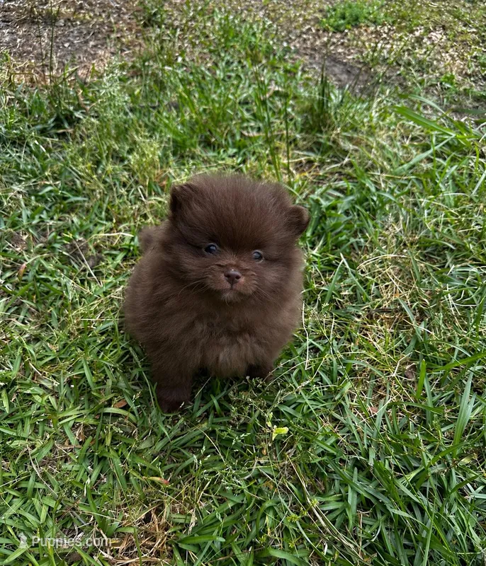 Bear – Pomeranian puppy for sale in Kingstree, SC