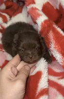 Bear, a male Pomeranian for sale in Kingstree, SC – Photo 3 of 5