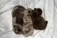 Bear, a male Pomeranian for sale in Kingstree, SC – Photo 5 of 5