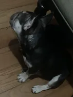 Slim, a male French Bulldog for sale in Saint Albans, NY – Photo 2 of 6