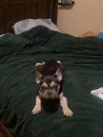 Slim, a male French Bulldog for sale in Saint Albans, NY – Photo 6 of 6