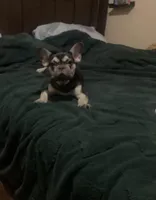 Slim, a male French Bulldog for sale in Saint Albans, NY – Photo 4 of 6