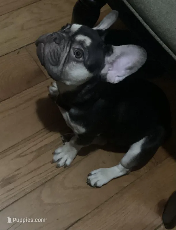 Slim – French Bulldog puppy for sale in Saint Albans, NY