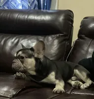Slim, a male French Bulldog for sale in Saint Albans, NY – Photo 5 of 6