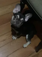 Slim, a male French Bulldog for sale in Saint Albans, NY – Photo 3 of 6