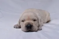 Tucker, a male Golden Retriever for sale in Sheridan, MI – Photo 2 of 9