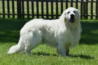 Tucker, a male Golden Retriever for sale in Sheridan, MI – Photo 9 of 9