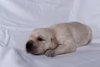 Tucker, a male Golden Retriever for sale in Sheridan, MI – Photo 5 of 9