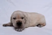 Tucker, a male Golden Retriever for sale in Sheridan, MI – Photo 3 of 9