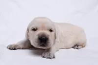 Tucker, a male Golden Retriever for sale in Sheridan, MI – Photo 4 of 9