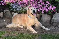 Tucker, a male Golden Retriever for sale in Sheridan, MI – Photo 8 of 9