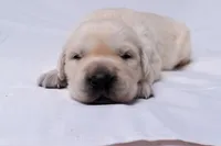 Tucker, a male Golden Retriever for sale in Sheridan, MI – Photo 1 of 9