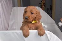 Rocky, a male Goldendoodle for sale in Sheridan, MI – Photo 3 of 5