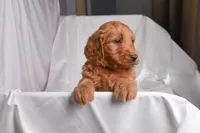 Rocky, a male Goldendoodle for sale in Sheridan, MI – Photo 2 of 5