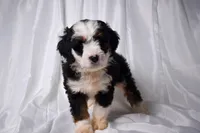 Baxter, a male Miniature Bernedoodle for sale in Sheridan, MI – Photo 1 of 6