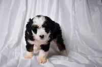 Baxter, a male Miniature Bernedoodle for sale in Sheridan, MI – Photo 2 of 6