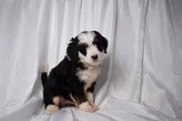 Baxter, a male Miniature Bernedoodle for sale in Sheridan, MI – Photo 3 of 6