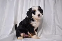 Baxter, a male Miniature Bernedoodle for sale in Sheridan, MI – Photo 6 of 6
