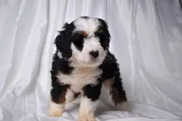 Baxter, a male Miniature Bernedoodle for sale in Sheridan, MI – Photo 5 of 6