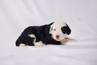 Bella, a female Miniature Bernedoodle for sale in Sheridan, MI – Photo 8 of 9