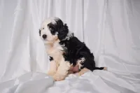 Bella, a female Miniature Bernedoodle for sale in Sheridan, MI – Photo 3 of 9