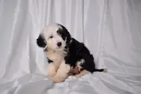 Bella, a female Miniature Bernedoodle for sale in Sheridan, MI – Photo 5 of 9