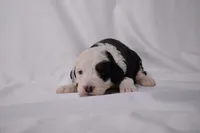 Bella, a female Miniature Bernedoodle for sale in Sheridan, MI – Photo 7 of 9