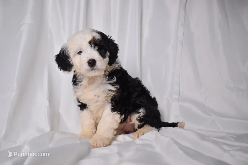 Bella, a female Miniature Bernedoodle for sale in Sheridan, MI – Photo 1 of 9
