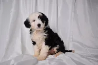Bella, a female Miniature Bernedoodle for sale in Sheridan, MI – Photo 4 of 9