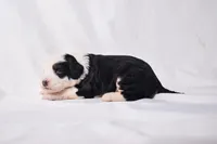 Bella, a female Miniature Bernedoodle for sale in Sheridan, MI – Photo 6 of 9