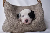 Bella, a female Miniature Bernedoodle for sale in Sheridan, MI – Photo 9 of 9