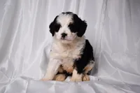 Bambi, a female Miniature Bernedoodle for sale in Sheridan, MI – Photo 3 of 5