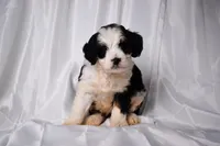 Bambi, a female Miniature Bernedoodle for sale in Sheridan, MI – Photo 1 of 5