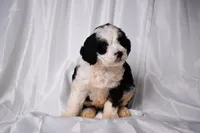 Bambi, a female Miniature Bernedoodle for sale in Sheridan, MI – Photo 4 of 5