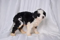 Bambi, a female Miniature Bernedoodle for sale in Sheridan, MI – Photo 2 of 5