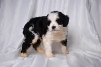 Bambi, a female Miniature Bernedoodle for sale in Sheridan, MI – Photo 5 of 5
