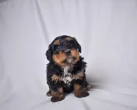 Indigo, a female Miniature Bernedoodle for sale in Sheridan, MI – Photo 4 of 4