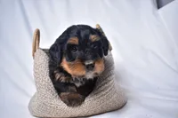 Indigo, a female Miniature Bernedoodle for sale in Sheridan, MI – Photo 2 of 4