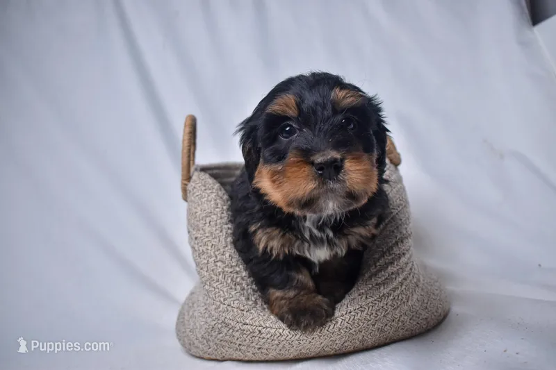 Indigo, a female Miniature Bernedoodle for sale in Sheridan, MI – Photo 1 of 4