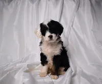 Biscuit, a female Miniature Bernedoodle for sale in Sheridan, MI – Photo 2 of 5