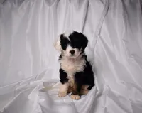 Biscuit, a female Miniature Bernedoodle for sale in Sheridan, MI – Photo 1 of 5