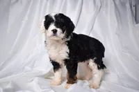 Biscuit, a female Miniature Bernedoodle for sale in Sheridan, MI – Photo 4 of 5