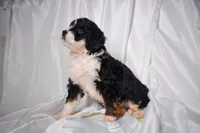 Biscuit, a female Miniature Bernedoodle for sale in Sheridan, MI – Photo 5 of 5