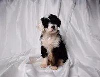 Biscuit, a female Miniature Bernedoodle for sale in Sheridan, MI – Photo 3 of 5