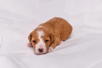 Samson, a male Miniature Bernedoodle for sale in Sheridan, MI – Photo 4 of 7