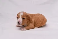 Samson, a male Miniature Bernedoodle for sale in Sheridan, MI – Photo 6 of 7