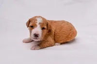 Samson, a male Miniature Bernedoodle for sale in Sheridan, MI – Photo 7 of 7