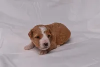 Samson, a male Miniature Bernedoodle for sale in Sheridan, MI – Photo 2 of 7