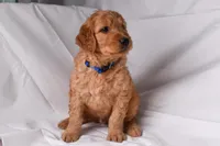 Ranger, a male Goldendoodle for sale in Sheridan, MI – Photo 5 of 8