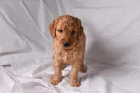 Ranger, a male Goldendoodle for sale in Sheridan, MI – Photo 6 of 8